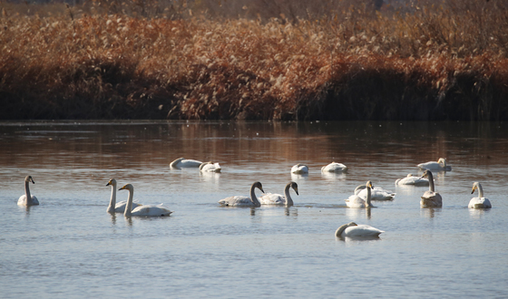 백조의 호수서 휴식하는 큰고니