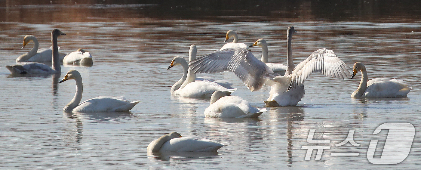 (부산=뉴스1) 윤일지 기자 = 22일 부산 강서구 대저대교 건설 예정지 낙동강 인근에서 천연기념물 제201-2호인 큰고니들이 휴식을 취하고 있다.  2025.12.22/뉴스1