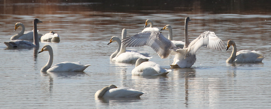 부산 대저대교 건설 예정지서 휴식하는 큰고니들
