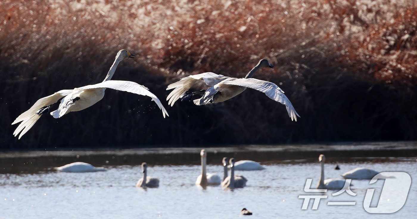 (부산=뉴스1) 윤일지 기자 = 22일 부산 강서구 대저대교 건설 예정지 낙동강 인근에서 천연기념물 제201-2호인 큰고니들이 비행하고 있다. 2025.12.22/뉴스1