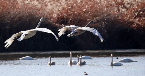 낙동강 찾은 큰고니들