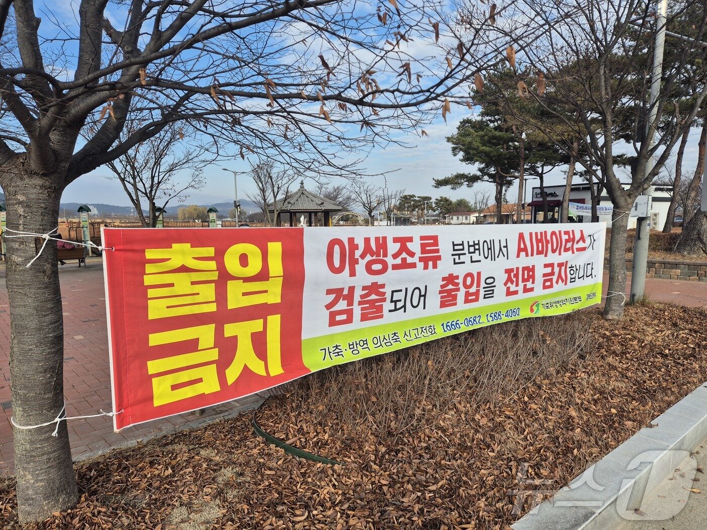 본문 이미지 - 경북도는 22일 도내 첫 고병원성 조류인플루엔자(AI) H5N1형이 지난 17일 지산샛강에서 채취한 야생조류 폐사체(큰고니)에서 검출됨에 따라 차단방역 강화 태세를 유지하고 있다.(경북도 제공. 재판매 및 DB금지) ⓒ News1 김대벽기자