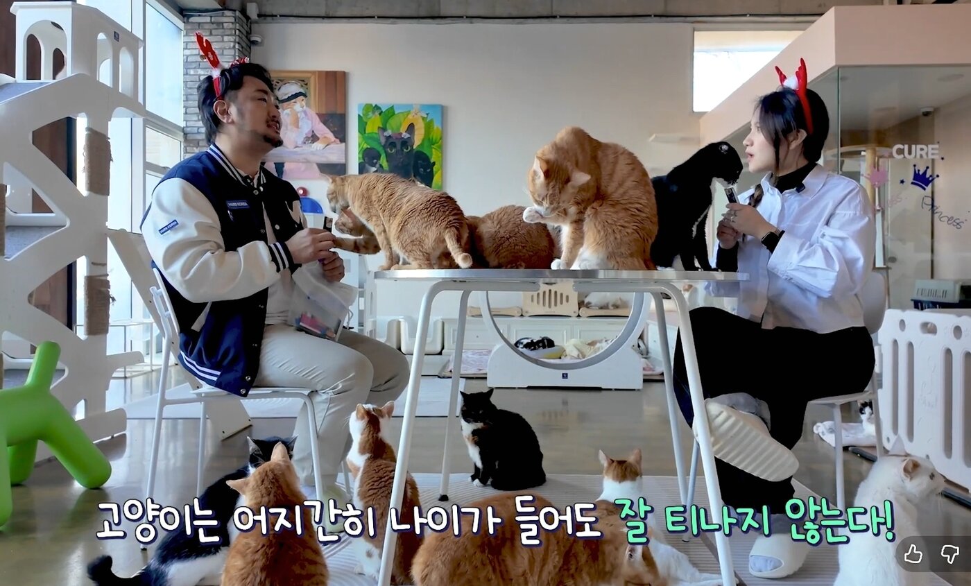 본문 이미지 - 심용희 한국마즈 수의사가 최근 유튜브 채널 '반려의 완성'에 출연해 고양이의 노화 신호와 건강 관리법에 대해 전했다(유튜브 채널 갈무리). ⓒ 뉴스1