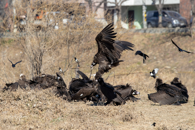 체험형 생태교육 '울산 독수리학교' 참가자 100명 모집