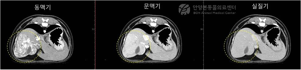본문 이미지 - 13살 말티즈 CT 검사로 우측 외측엽에서 발견된 간 종양(본동물의료센터 제공) ⓒ 뉴스1