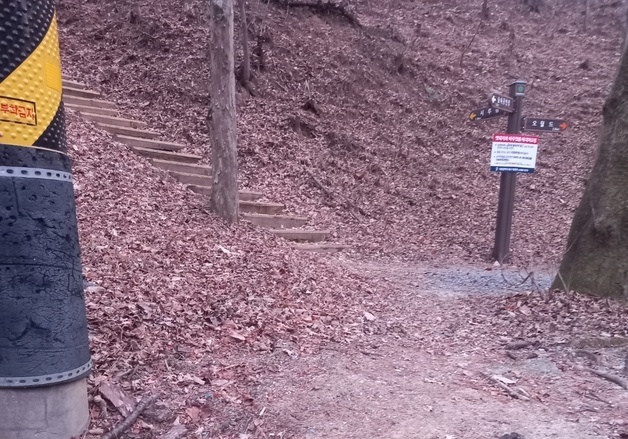 대전 보문산 산책로서 멸종위기종 담비 사체 발견…"보호대책 시급"