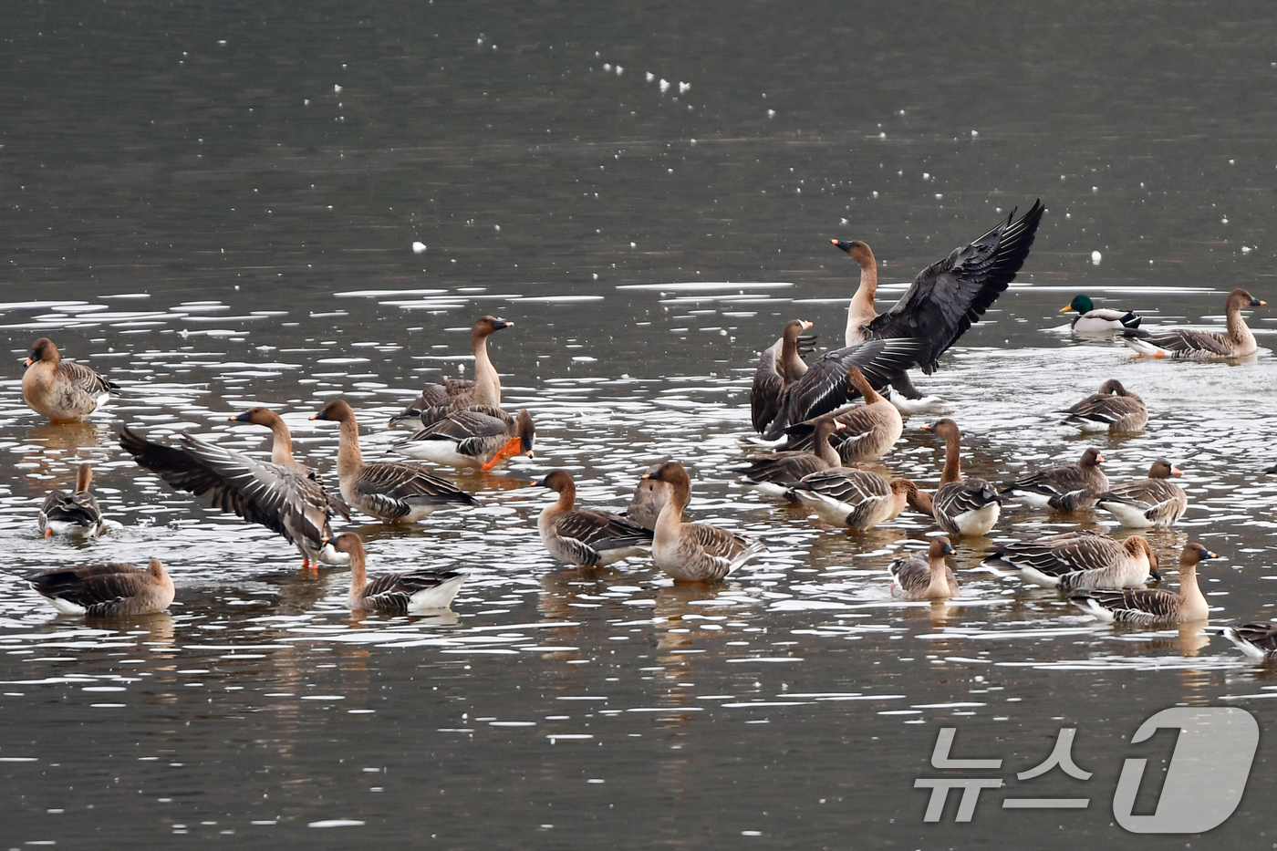 (경주=뉴스1) 최창호 기자 = 23일 경북 경주시 강동면 형산강 상류에서 큰기러기들이 쉬고 있다. 2025.12.23/뉴스1