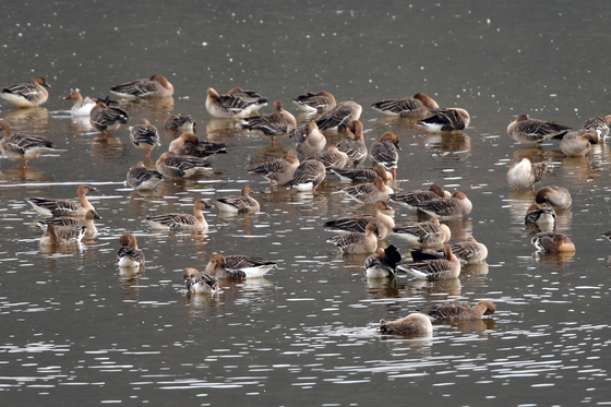 큰기러기들의 겨울