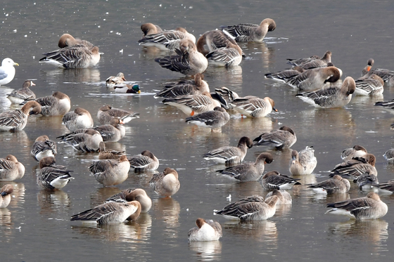 낮잠 청하는 큰기러기 떼