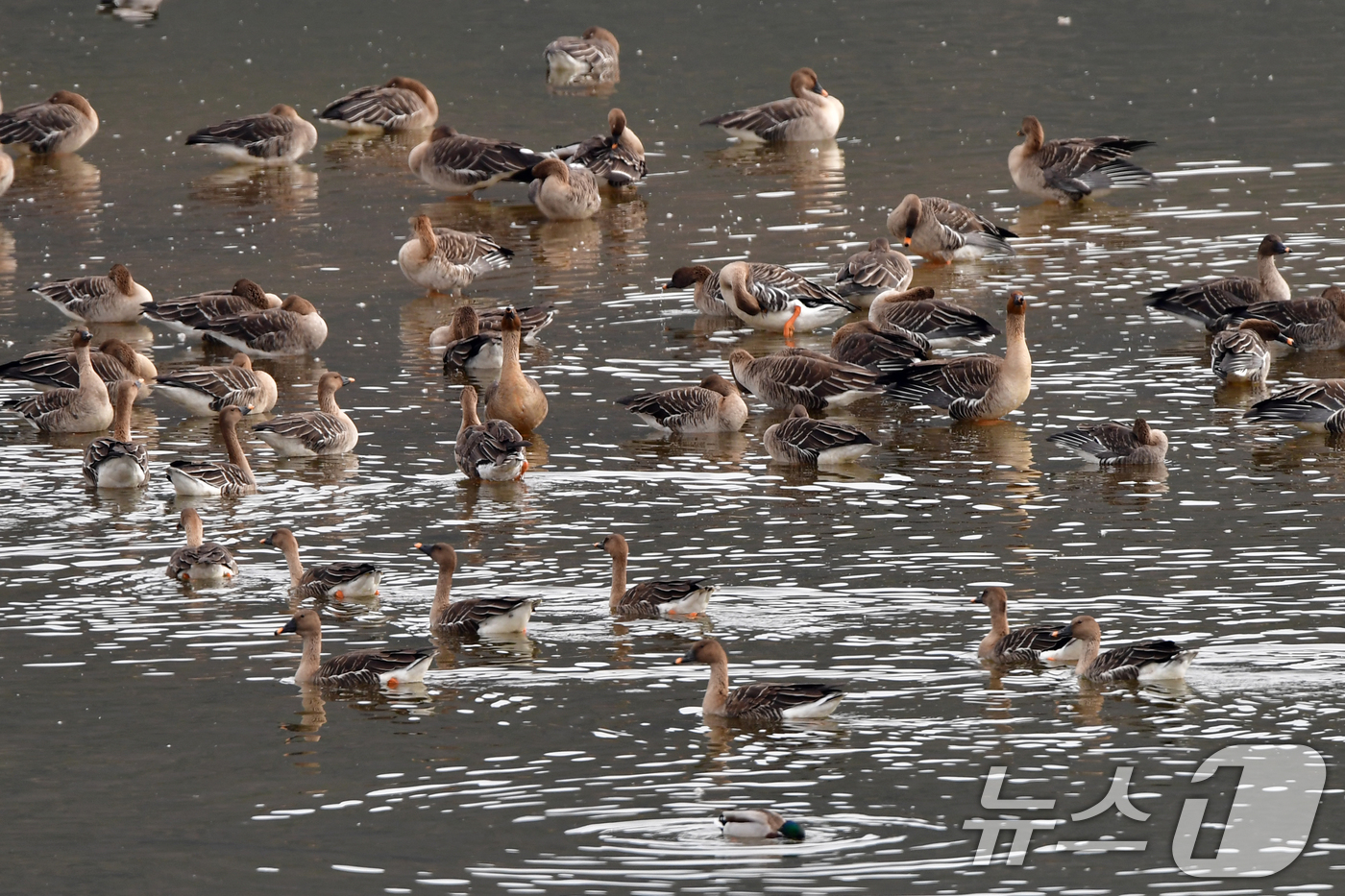 (경주=뉴스1) 최창호 기자 = 23일 경북 경주시 강동면 형산강 상류에서  큰기러기들이 쉬고 있다. 2025.12.23/뉴스1