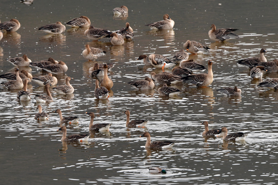 큰기러기들의 평온한 오후