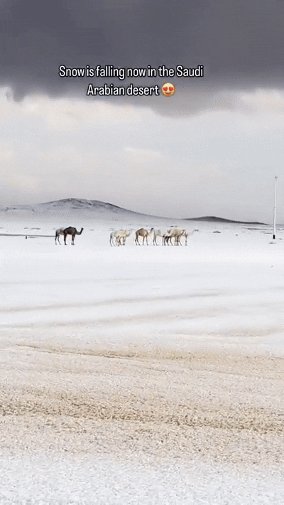 "사우디 여러분 빙판길 조심하세요"…이례적 폭설에 낙타둥절[영상]
