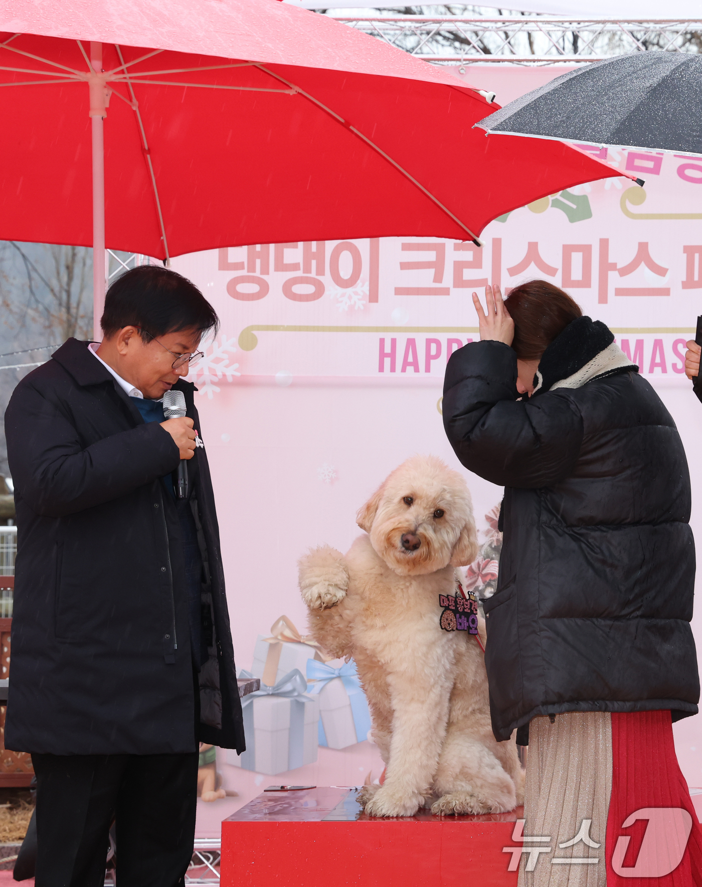 (서울=뉴스1) 김명섭 기자 = 박강수 마포구청장이 23일 서울 마포구 마포반려동물캠핑장에서 열린 댕댕이 크리스마스 페스타 주간 펫세권 마포 홍보견 '바오' 데뷔 데이 행사에서 ' …