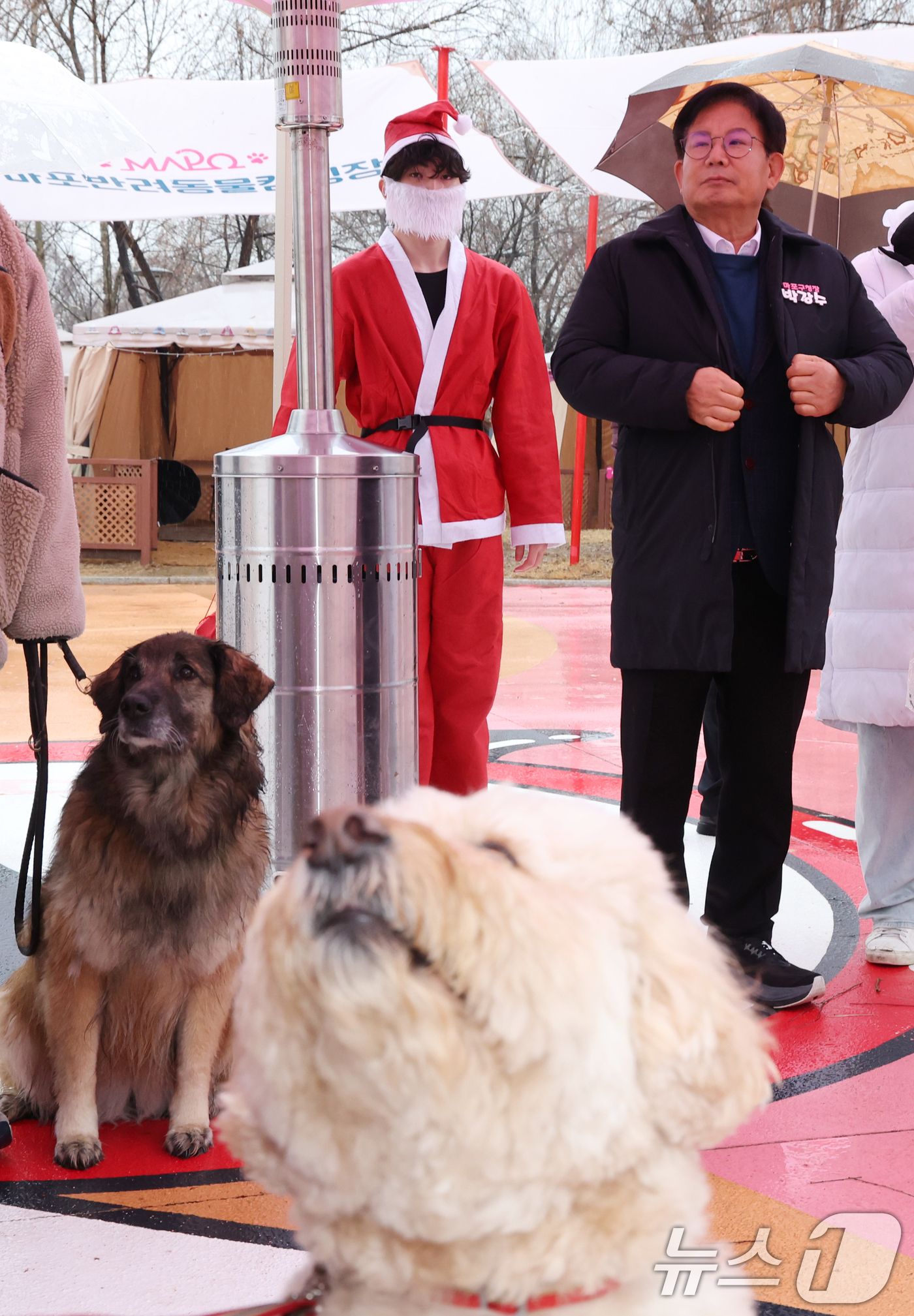 (서울=뉴스1) 김명섭 기자 = 박강수 마포구청장이 23일 서울 마포구 마포반려동물캠핑장에서 열린 댕댕이 크리스마스 페스타 주간 펫세권 마포 홍보견 '바오' 데뷔 데이 행사에서 ' …