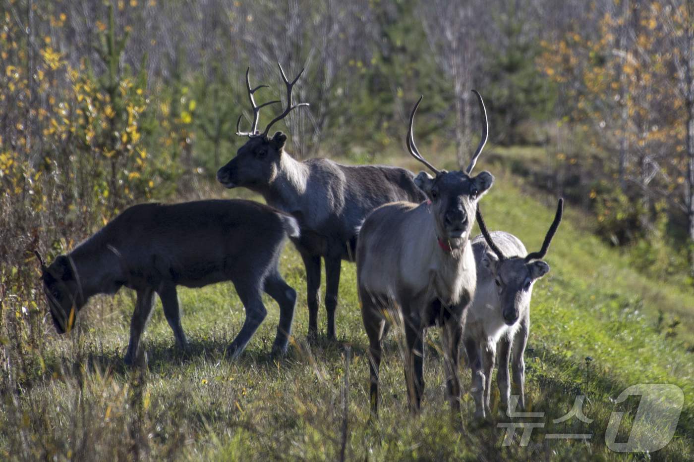 (로바니에미 AFP=뉴스1) 이창규 기자 = 핀란드 로바니에미 인근 도로 옆에 서 있는 순록들. 2022.10.7./뉴스1ⓒ AFP=뉴스1