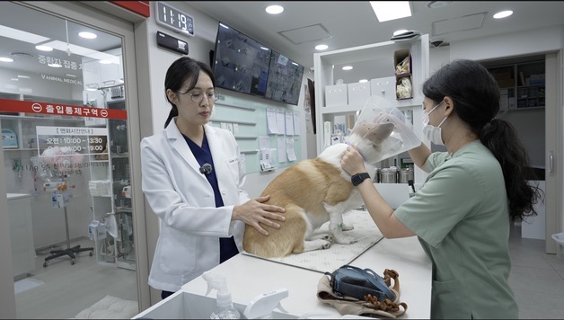 브이동물메디컬센터, 반려동물 보행 회복 위한 치료 과정 공개