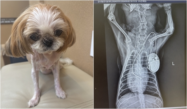 하루 20번 실신하던 반려견…심장 페이스메이커로 일상 되찾아