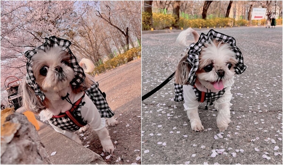 본문 이미지 - 수술 후 1년이 지난 현재까지 평범한 일상을 누리고 있는 쥬시(보호자 제공) ⓒ 뉴스1