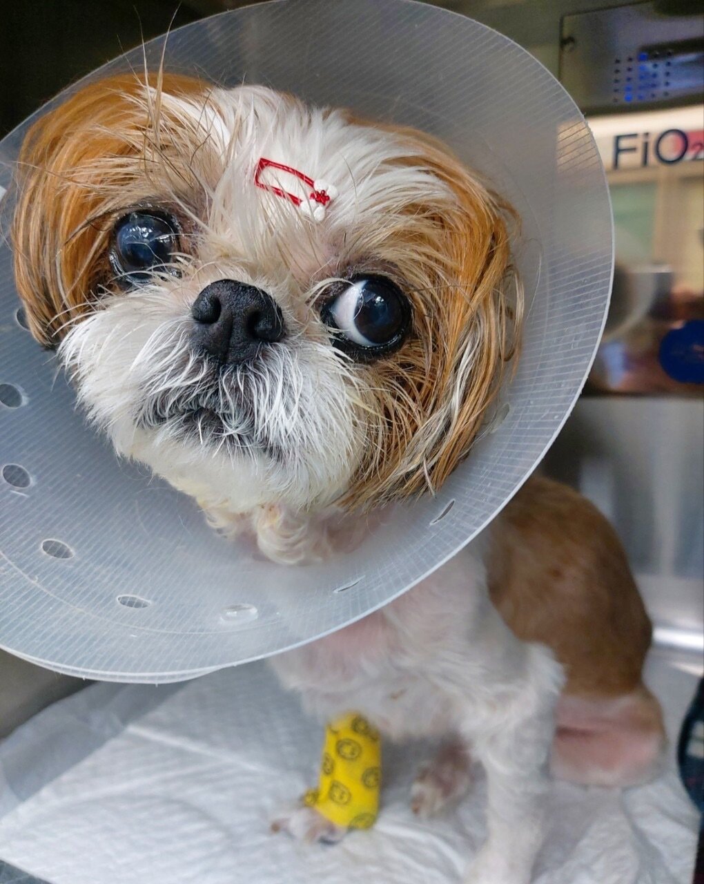 본문 이미지 - 쥬시의 입원 중 모습(동물병원 제공) ⓒ 뉴스1