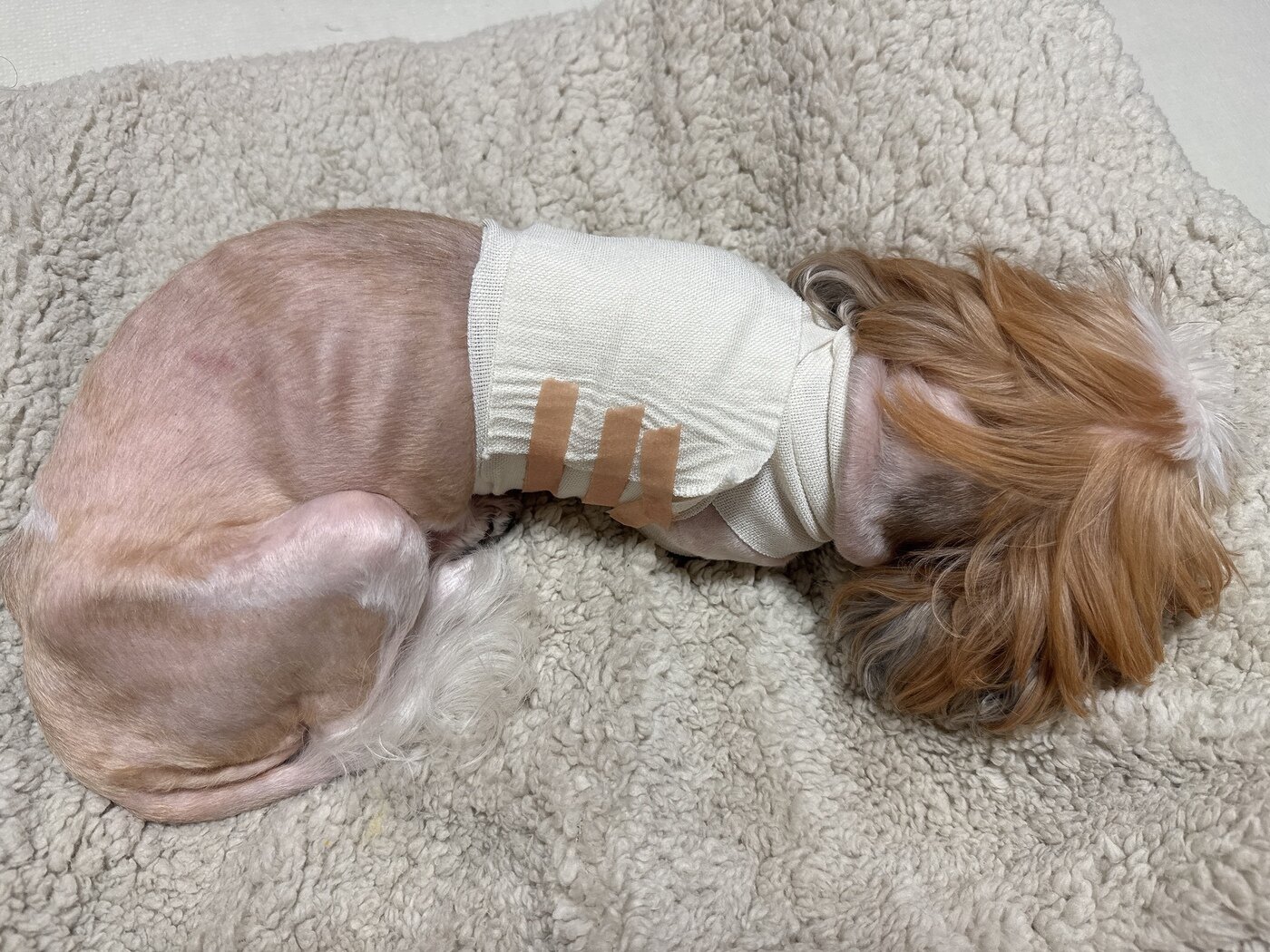 본문 이미지 - 쥬시의 페이스메이커 수술 후 모습(동물병원 제공) ⓒ 뉴스1