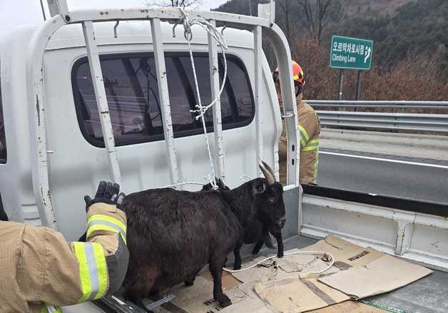 "너 어디서 온 거니?" 고속도로 나타난 흑염소 떼 소동