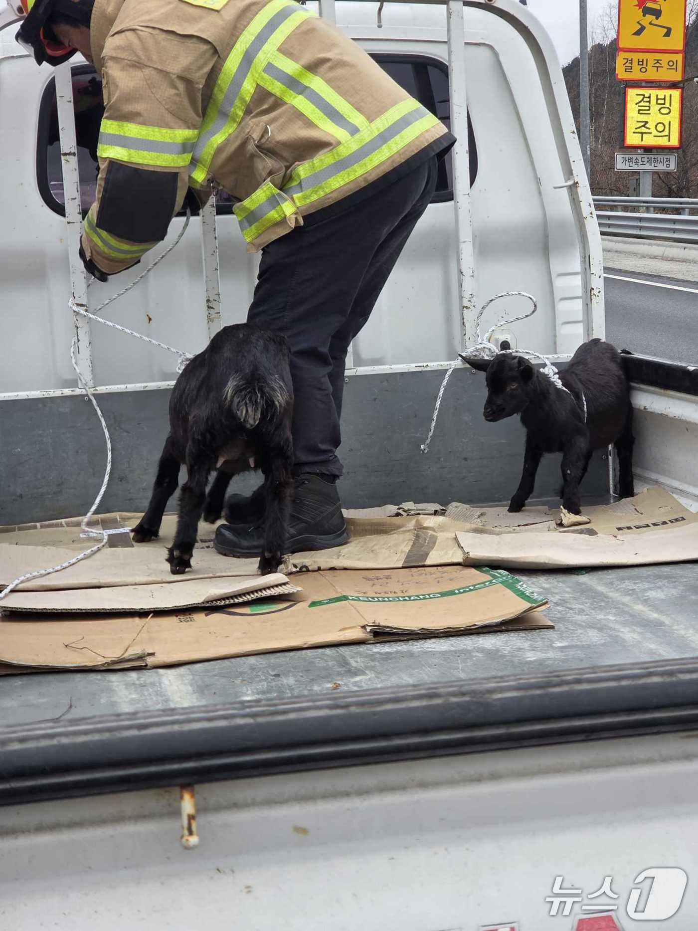 본문 이미지 - 23일 중앙고속도로 춘천휴게소 인근에서 포획된 염소.(강원도소방본부 제공, 재판매 및 DB 금지) 2025.12.23/뉴스1