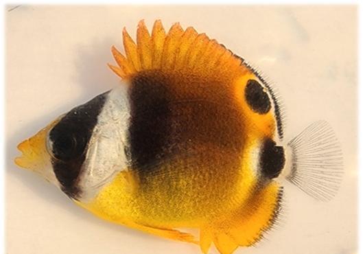 부산 기장 연안서 아열대종 출현 증가