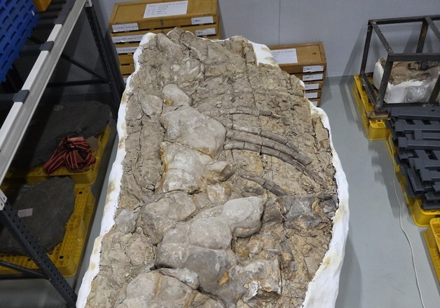 포항서 발견된 국내 최대 신생대 고래화석, 천연기념물 됐다