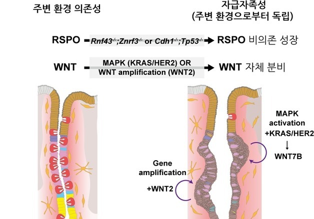IBS, 위암세포 성장 과정 규명…새로운 초기 치료 전략 가능성 제시