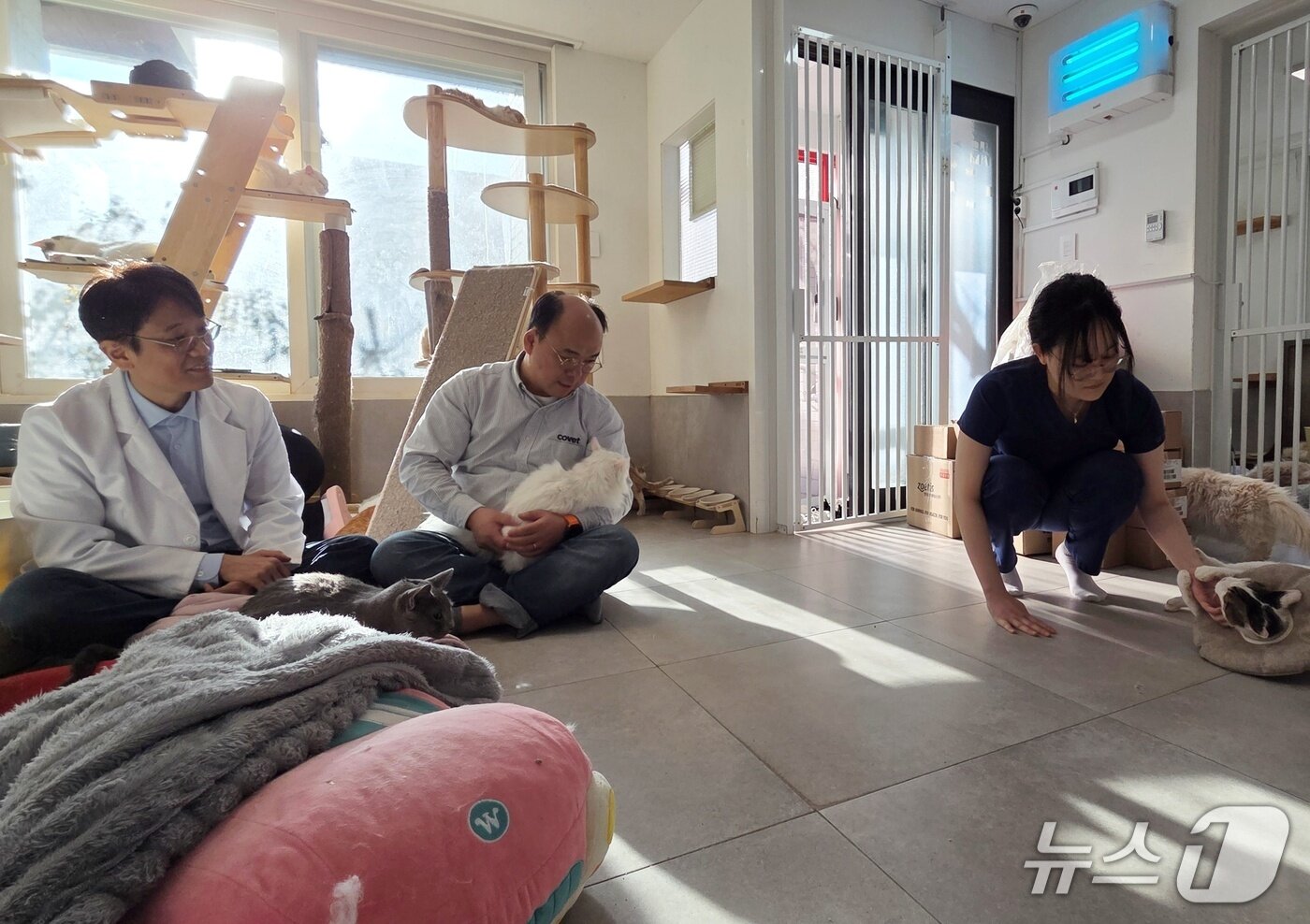 본문 이미지 - 고양이 예방접종하는 수의사 ⓒ 뉴스1