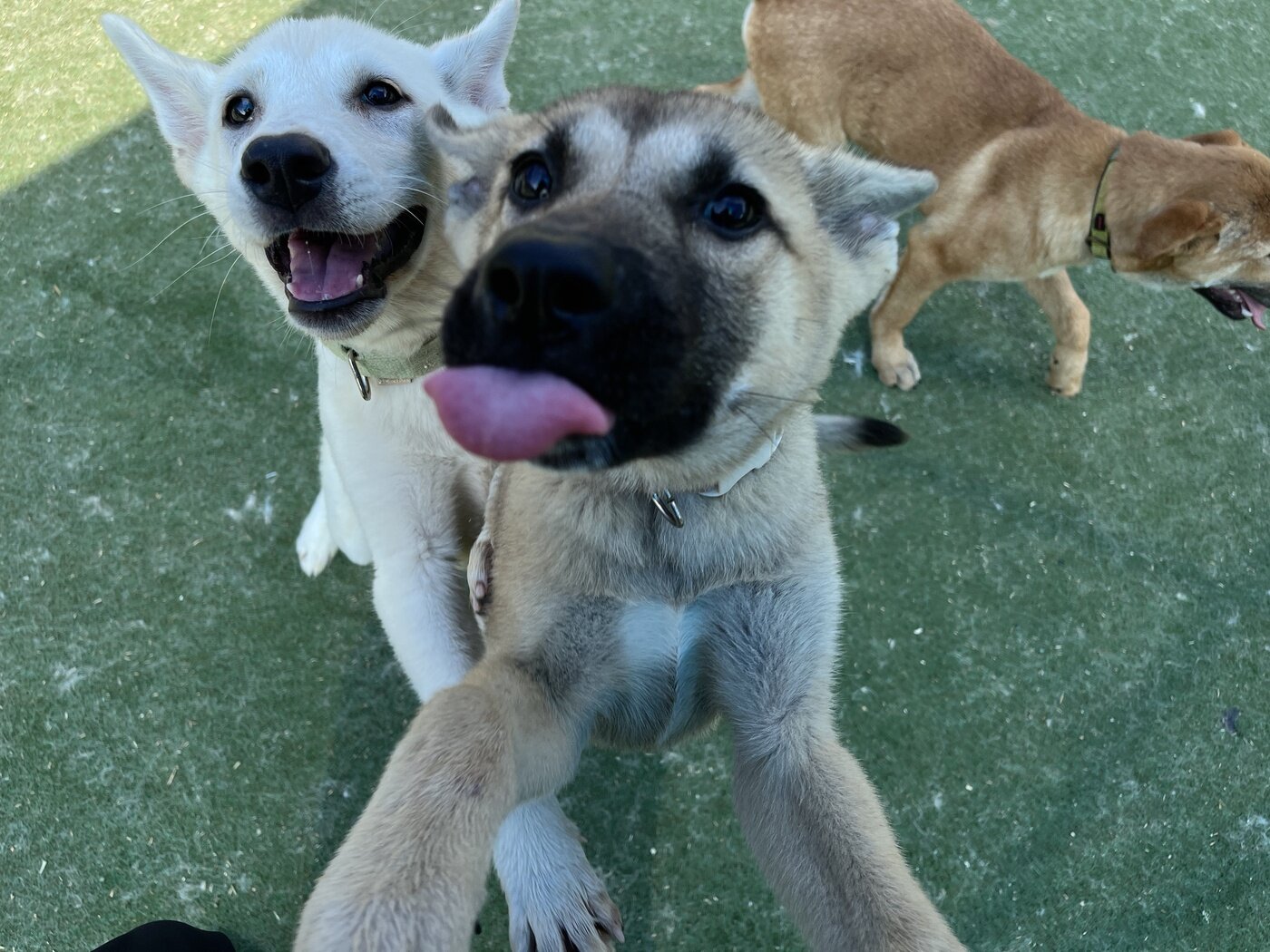 본문 이미지 - 지난 5월 청주에서 구조된 강아지들. 2026년 입양을 기다리며 '설레는 2026' 이모티콘에 담겼다(단체 제공). ⓒ 뉴스1