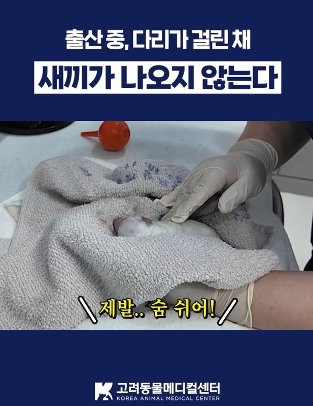 본문 이미지 - 올해 고려동물메디컬센터 공식 인스타그램 최다 조회는 출산 응급 사례 영상이 차지했다(인스타그램 갈무리). ⓒ 뉴스1