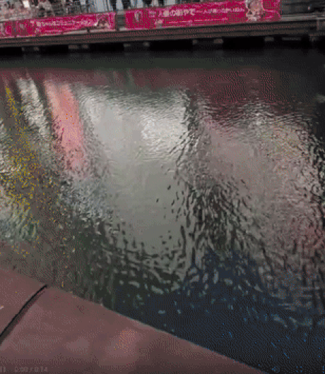 한신 대지진 때랑 똑같네, 또 전조?…오사카 강에 대규모 물고기떼[영상]