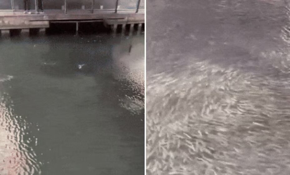 본문 이미지 - 일본 오사카가 도톤보리강에서 대량의 숭어 무리가 포착됐다. 출처=엑스(X·옛 트위터)