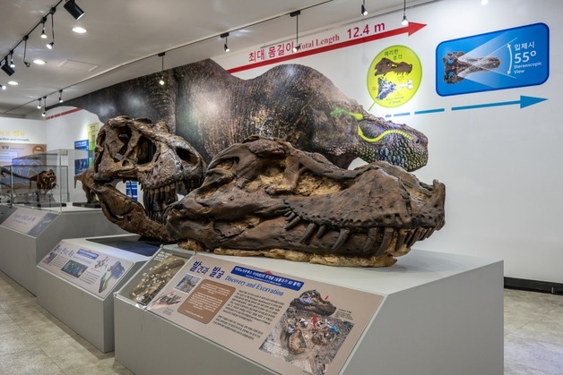 지질박물관, 가장 완벽한 'T-렉스' 두개골 모형 국내 첫 공개