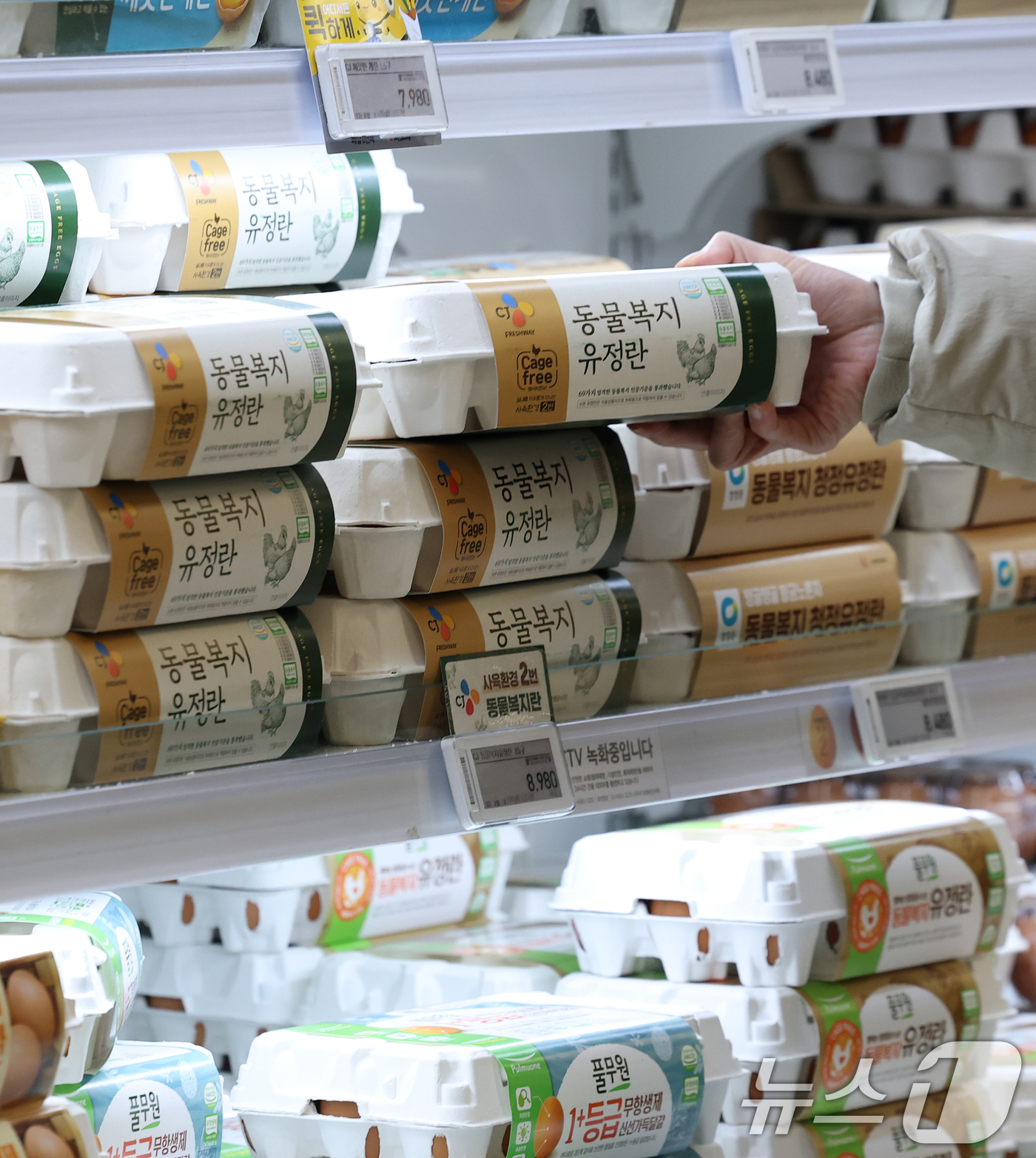 (서울=뉴스1) 오대일 기자 = 산란계 농장 고병원성 조류 인플루엔자(AI) 확산으로 계란 소비자가격이 급등하는 가운데 26일 서울 시내의 한 대형마트에 계란이 진열돼 있다. 축산 …