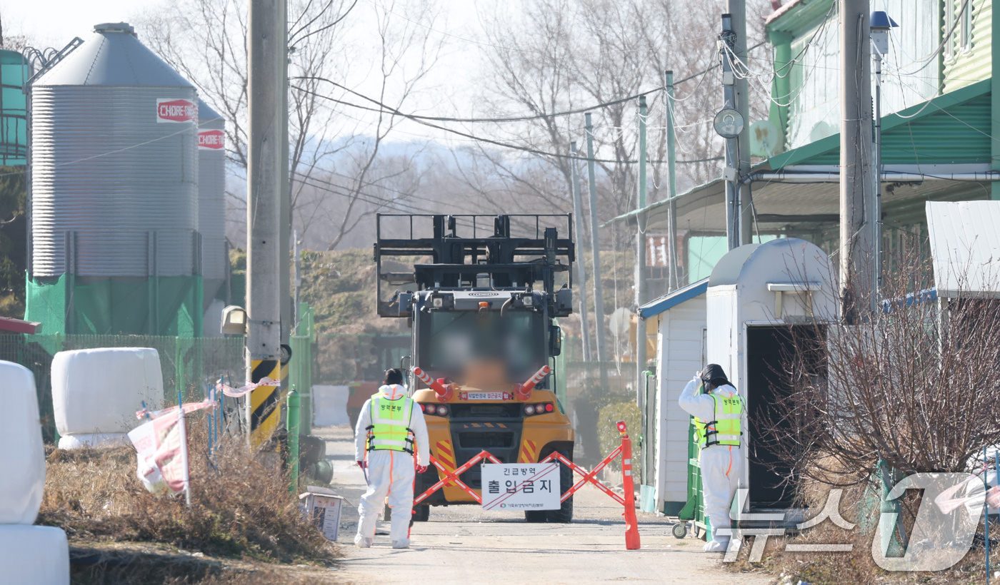 (평택=뉴스1) 김영운 기자 = 26일 경기 평택시의 한 산란계 농장에서 고병원성 조류인플루엔자(AI)가 발생해  방역당국이 통제 및 방역 작업을 하고 있다. 2025.12.26/ …