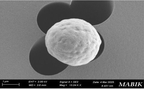 서천 연안서 해양 미세조류 국내 최초 확인