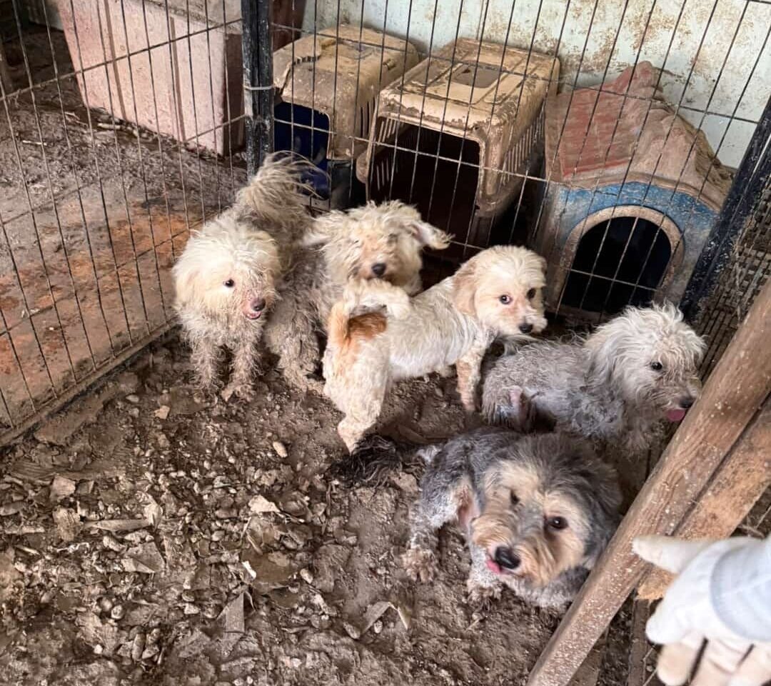 본문 이미지 - 인천 강화군의 한 합법 번식장에서 지내던 '써니(왼쪽에서 세 번째)'와 '츄이(맨 오른쪽 아래)'(유행사 제공) ⓒ 뉴스1