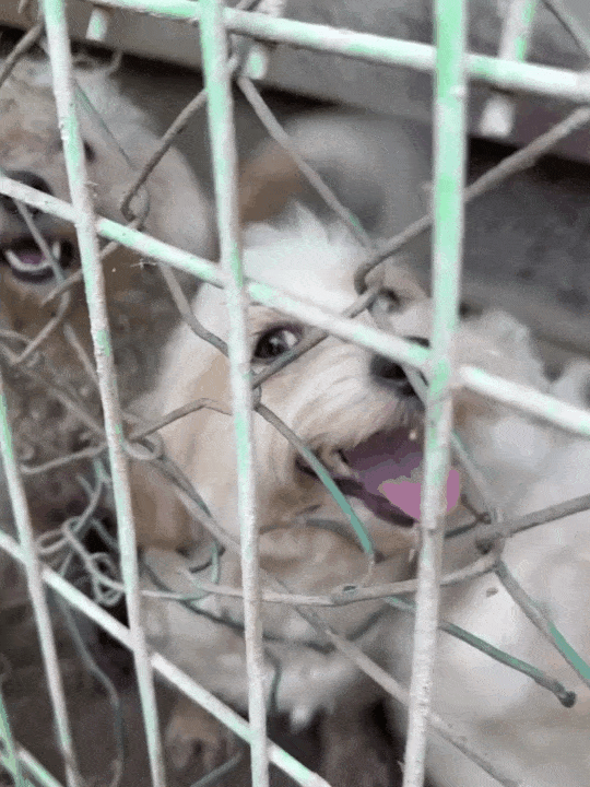 본문 이미지 - 번식장에서 봉사자들을 보고 밝게 웃던 써니(유행사 제공) ⓒ 뉴스1