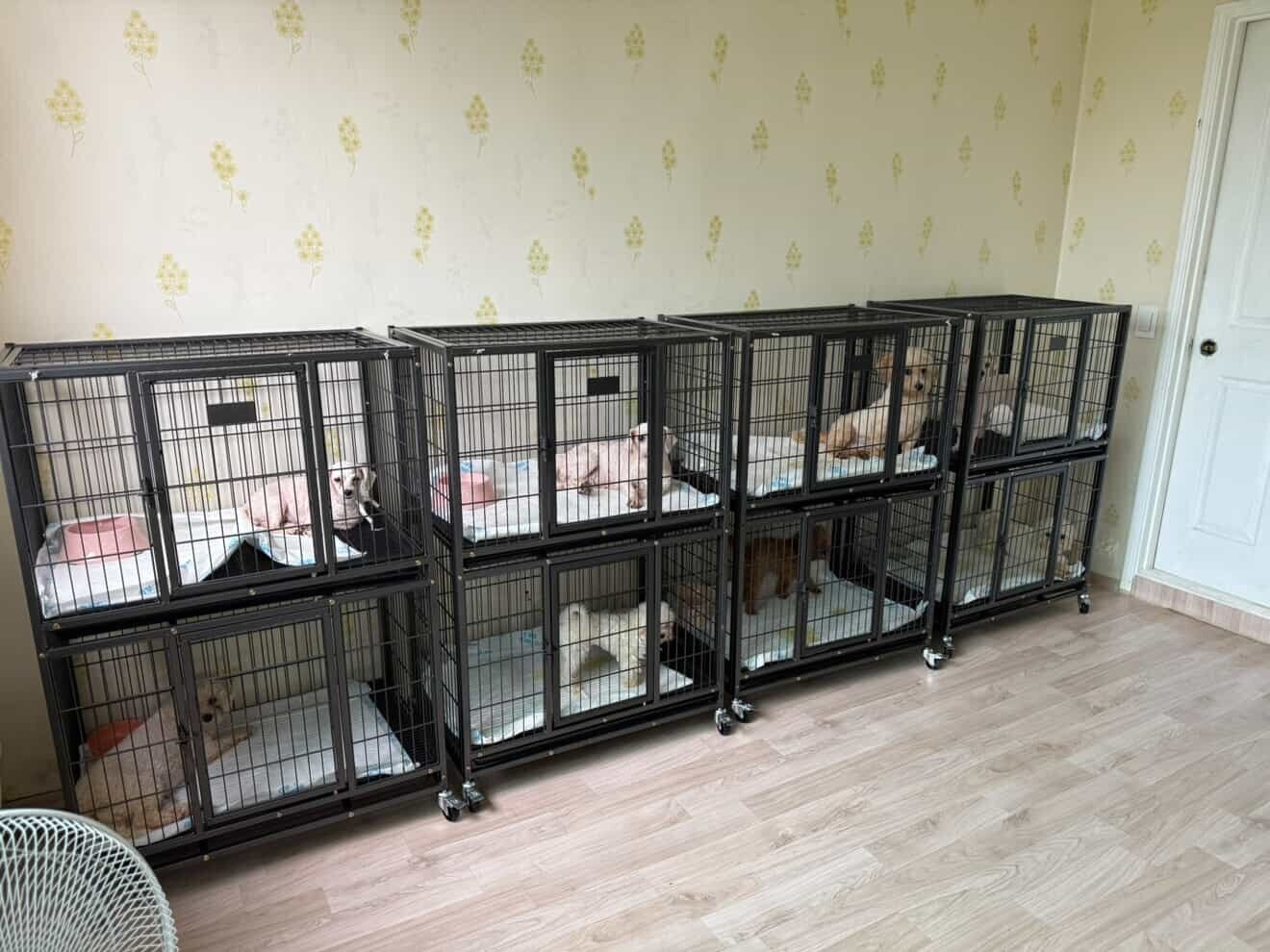 본문 이미지 - 지난 7월 구조 작업이 벌어진 인천 강화군 합법 번식장이 브루셀라 고위험 환경으로 분류됨에 따라 구조된 개들은 격리된 환경에서 돌봄을 받았다(유행사 제공). ⓒ 뉴스1