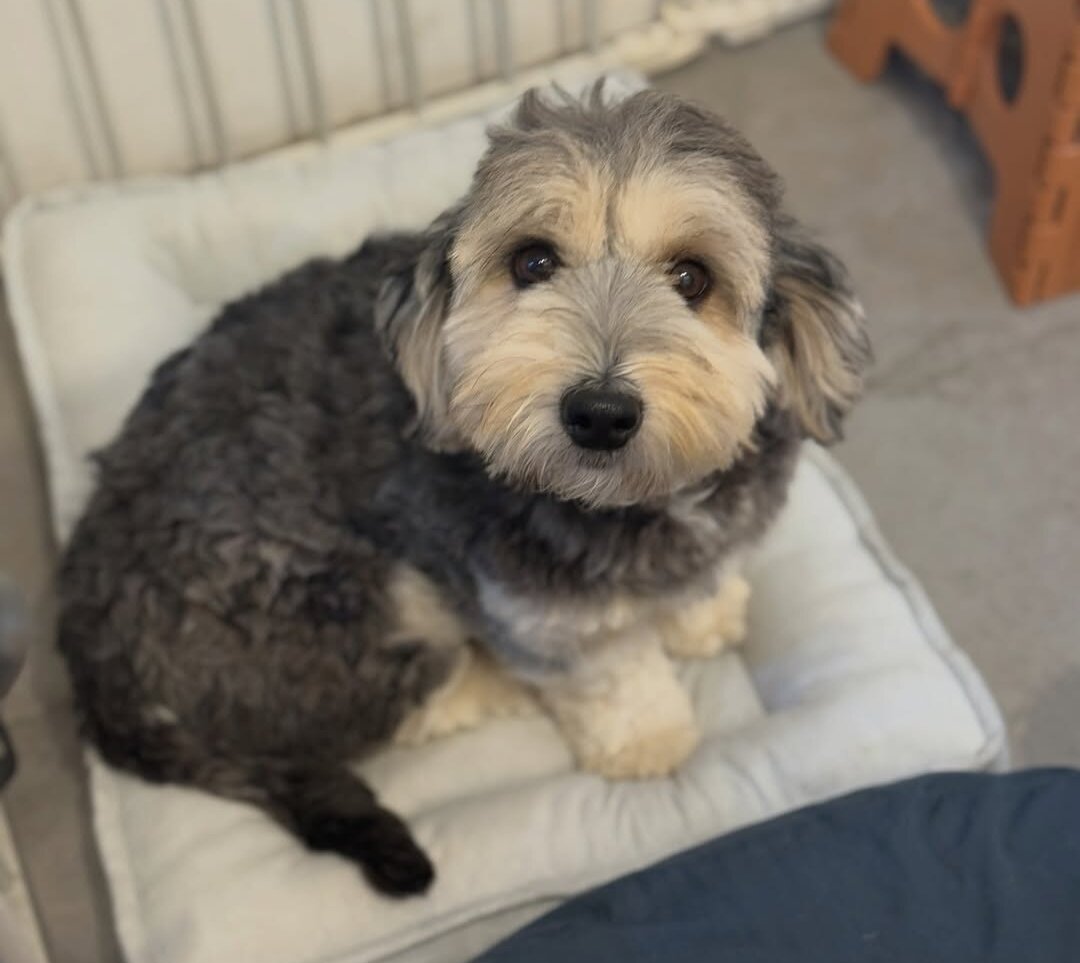 본문 이미지 - 츄이를 포함한 10마리가 첫 검사에서 브루셀라 양성이었지만 이후 검사에서 연속으로 음성이 뜨면서 격리해제에 이르렀다(유행사 제공). ⓒ 뉴스1