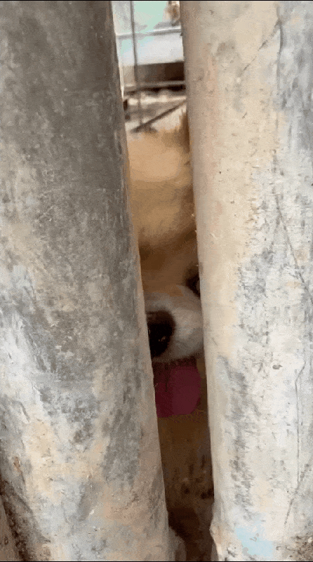 본문 이미지 - 구조를 기다리던 하츄의 모습(유행사 제공) ⓒ 뉴스1