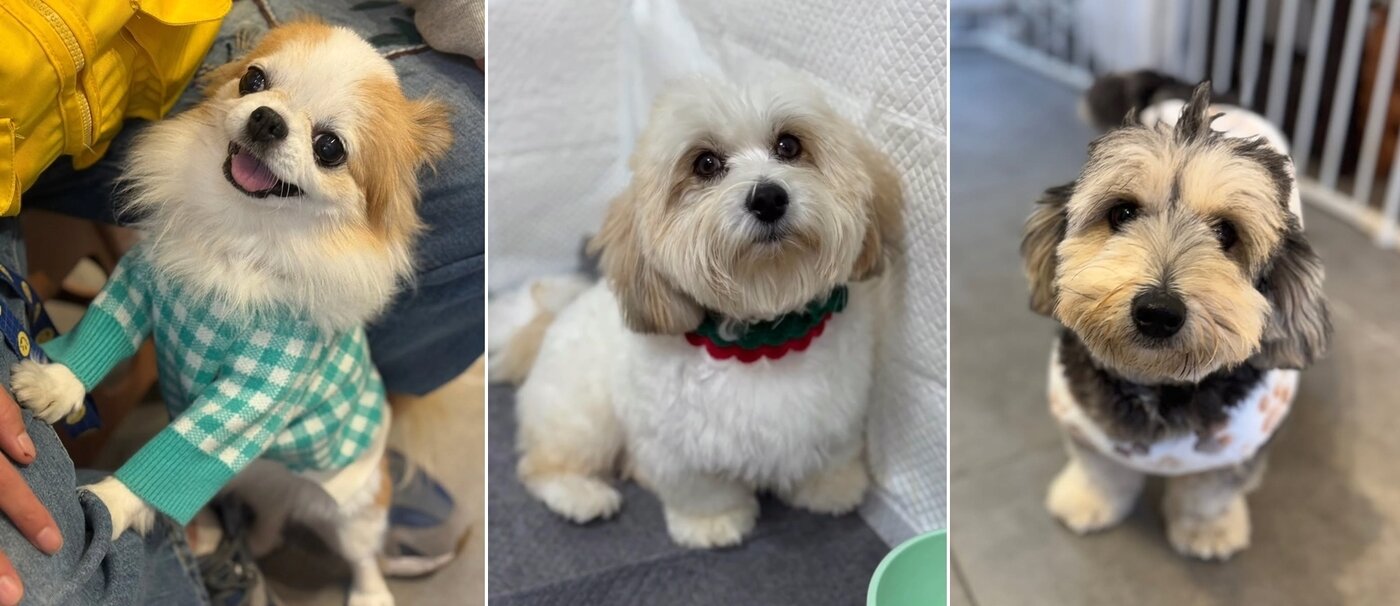 본문 이미지 - 가족을 기다리는 하츄(왼쪽부터), 써니, 츄이(유행사 제공) ⓒ 뉴스1