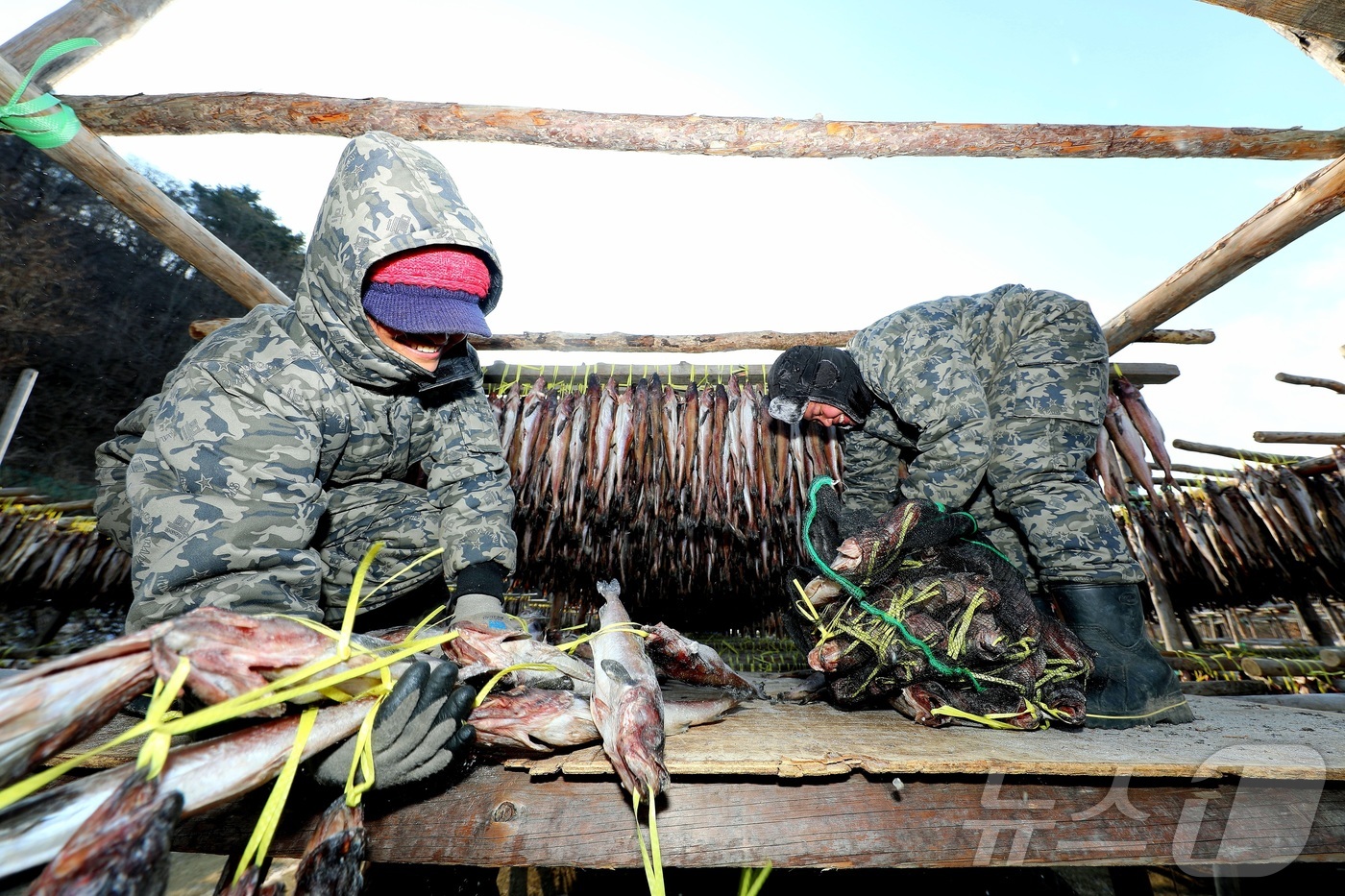 (인제=뉴스1) 한귀섭 기자 = 한파가 몰아친 28일 오전 강원 인제 북면 용대리의 한 황태덕장에서 주민들이 명태를 덕장에 내거는 덕걸이 작업을 하고 있다.(인제군 제공, 재판매 …