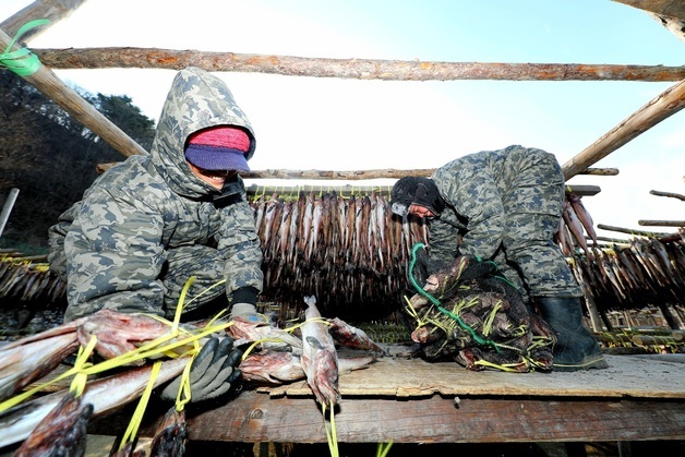 명태 덕걸이 작업