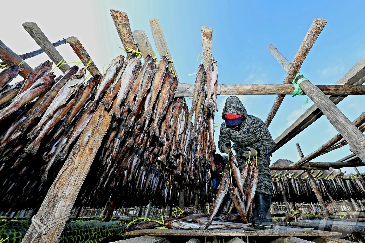 (인제=뉴스1) 한귀섭 기자 = 한파가 몰아친 28일 오전 강원 인제 북면 용대리의 한 황태덕장에서 주민들이 명태를 덕장에 내거는 덕걸이 작업을 하고 있다.(인제군 제공, 재판매 …