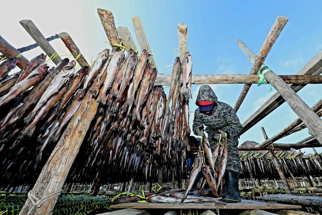 명태 덕걸이 작업 한창인 강원 인제