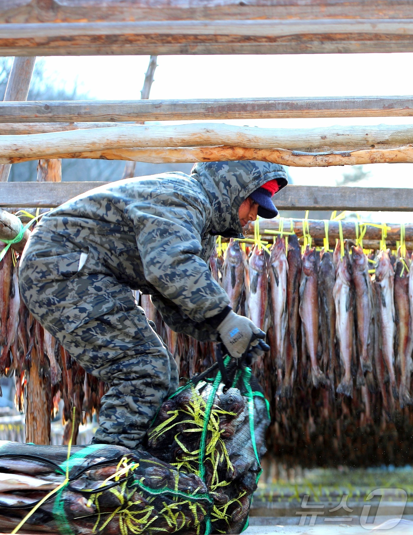 (인제=뉴스1) 한귀섭 기자 = 한파가 몰아친 28일 오전 강원 인제 북면 용대리의 한 황태덕장에서 주민들이 명태를 덕장에 내거는 덕걸이 작업을 하고 있다.(인제군 제공, 재판매 …
