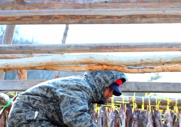 인제 용대리, 명태 덕걸이